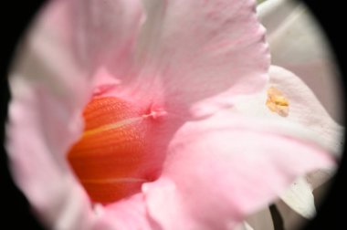 Karanlık arka planda güzel bir östoma çiçeği, yaz konsepti, yakın görüş  