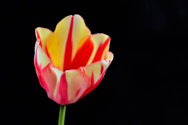 Karanlık arka planda güzel lale çiçeği, yaz konsepti, yakın görüş  