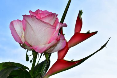 Mavi arka planda güzel çiçekler