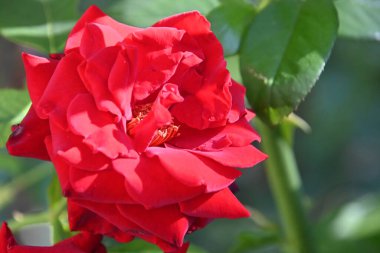 Güneşli yaz gününde bahçede büyüyen güzel bir gül çiçeği 