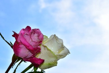 Mavi arka planda güzel çiçekler