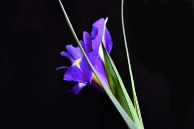 Karanlık arka planda güzel bir iris çiçeği, yaz konsepti, yakın görüş  