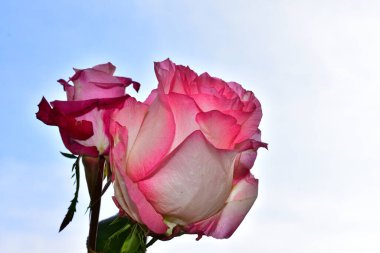 Mavi arka planda güzel çiçekler