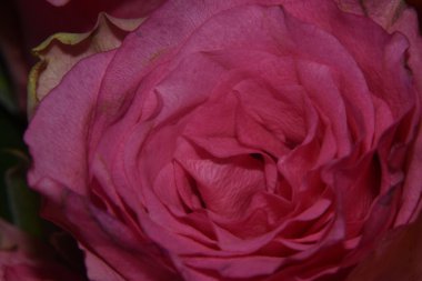 Koyu arkaplanda güzel bir gül, yaz konsepti, yakın görüş  