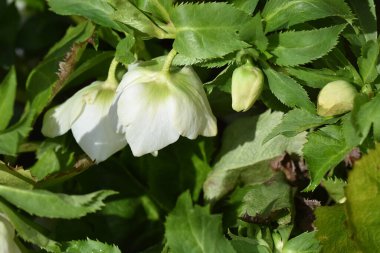 Bulanık arkaplanda güzel çiçekler, yaz konsepti, yakın görüş  