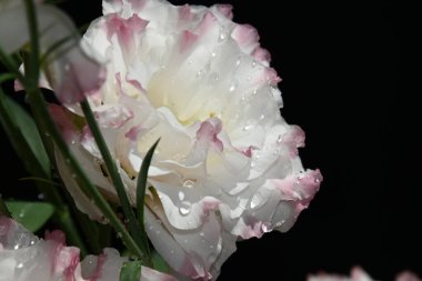 Karanlık arka planda güzel Eustoma çiçekleri, yaz konsepti, yakın görüş  