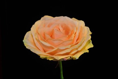 Koyu arkaplanda güzel bir gül, yaz konsepti, yakın görüş  