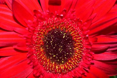 Güzel Gerbera koyu arkaplan, yaz konsepti, yakın görüş   