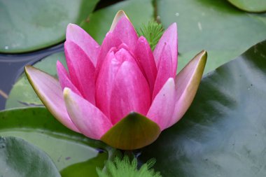 Güzel çiçek açan nilüfer çiçekleri yaz günü gölette büyür. 