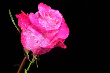 Koyu arkaplanda güzel bir gül, yaz konsepti, yakın görüş  