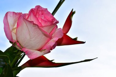 Mavi arka planda güzel çiçekler