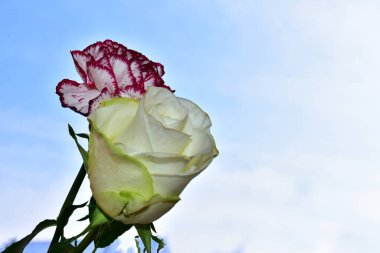 Mavi arka planda güzel çiçekler