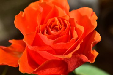 Koyu arkaplanda güzel bir gül, yaz konsepti, yakın görüş  