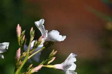 Dışarıda yetişen güzel çiçekler, yaz konsepti, yakın manzara.  