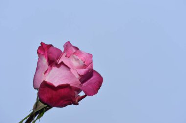 Mavi arka planda güzel çiçekler