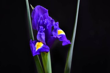 Karanlık arka planda güzel bir iris çiçeği, yaz konsepti, yakın görüş  