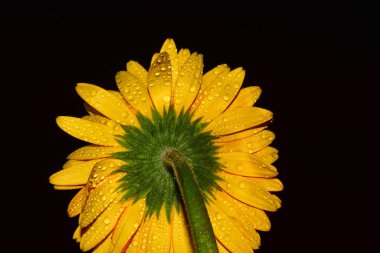Güzel Gerbera koyu arkaplan, yaz konsepti, yakın görüş  