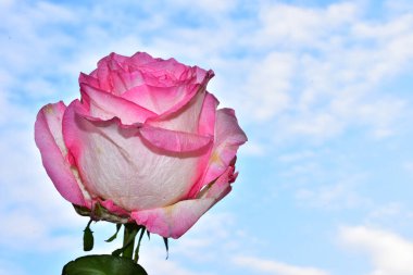 Mavi arka planda güzel pembe çiçekler