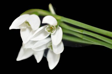 Koyu arkaplanda güzel çiçekler, yaz konsepti, yakın manzara  