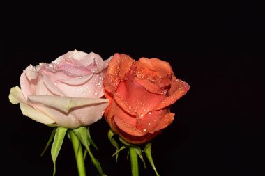 Koyu arkaplanda güzel çiçekler, yaz konsepti, yakın manzara  