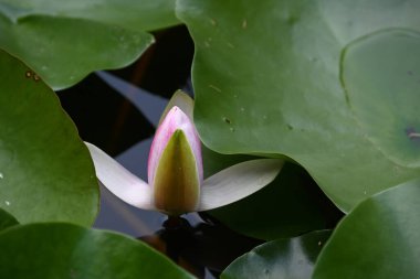 Güzel çiçek açan nilüfer çiçekleri yaz günü gölette büyür. 