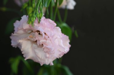 Karanlık arka planda güzel Eustoma çiçekleri, yaz konsepti, yakın görüş  