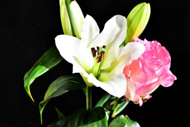 Koyu arkaplanda güzel çiçekler, yaz konsepti, yakın manzara  