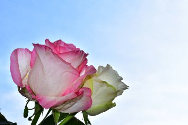 Mavi arka planda güzel çiçekler