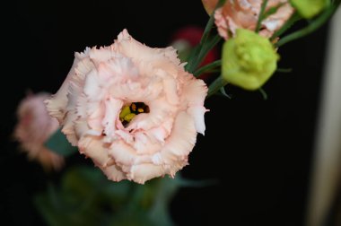 Karanlık arka planda güzel Eustoma çiçekleri, yaz konsepti, yakın görüş  