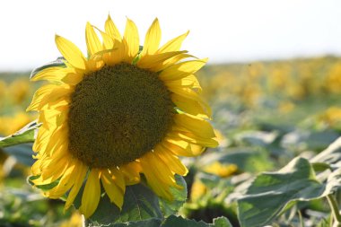 Dışarıda yetişen güzel ayçiçeği, yaz konsepti, yakın görüş.  