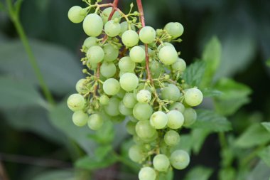 Dışarıda yetişen güzel üzüm, yaz konsepti, yakın manzara.  