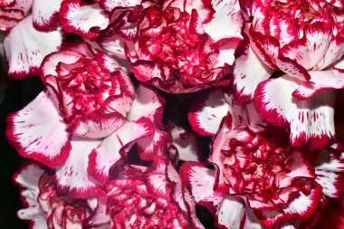 Koyu arkaplanda güzel çiçekler, yaz konsepti, yakın manzara  