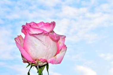 Güzel pembe gül mavi gökyüzü arka planında