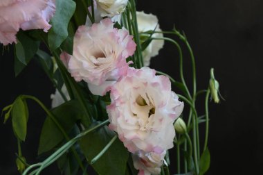 Karanlık arka planda güzel Eustoma çiçekleri, yaz konsepti, yakın görüş  