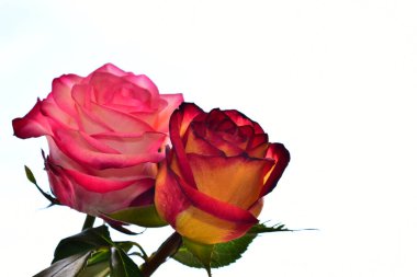 Hafif arka planda güzel güller, yaz konsepti, yakın manzara  