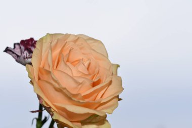 Mavi arka planda güzel çiçekler