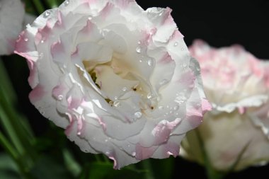 Karanlık arka planda güzel Eustoma çiçekleri, yaz konsepti, yakın görüş  