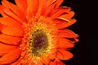 Güzel Gerbera koyu arkaplan, yaz konsepti, yakın görüş  