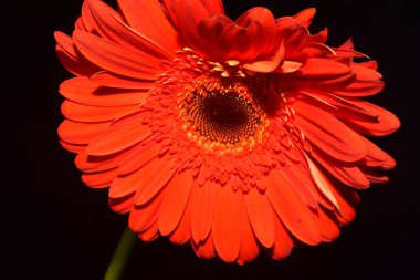 Güzel Gerbera koyu arkaplan, yaz konsepti, yakın görüş  