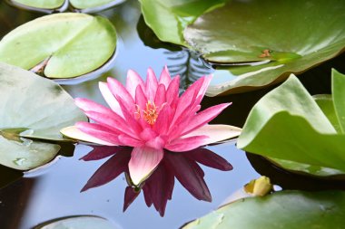 Güzel çiçek açan nilüfer çiçekleri yaz günü gölette büyür. 