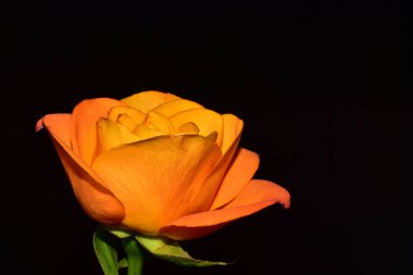 Koyu arkaplanda güzel bir gül, yaz konsepti, yakın görüş  