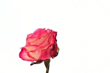 Işıklı arka planda güzel bir gül, yaz konsepti, yakın manzara  