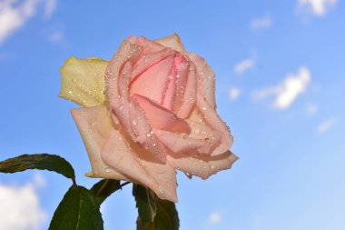 Mavi arka planda güzel çiçekler