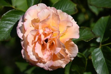 Açık havada yetişen güzel çiçekler, yaz konsepti, yakın manzara.  