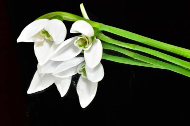 Koyu arkaplanda güzel çiçekler, yaz konsepti, yakın manzara  