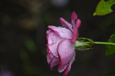 Güneşli yaz gününde bahçede büyüyen güzel bir gül çiçeği 