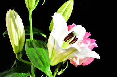 Koyu arkaplanda güzel çiçekler, yaz konsepti, yakın manzara  