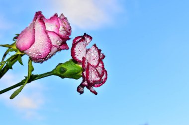 Mavi arka planda güzel çiçekler