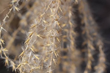 Koyu arka planda güzel kaktüsler, yaz konsepti, yakın görüş  