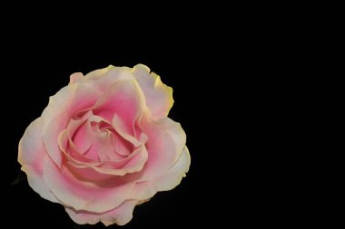 Koyu arkaplanda güzel bir gül, yaz konsepti, yakın görüş  